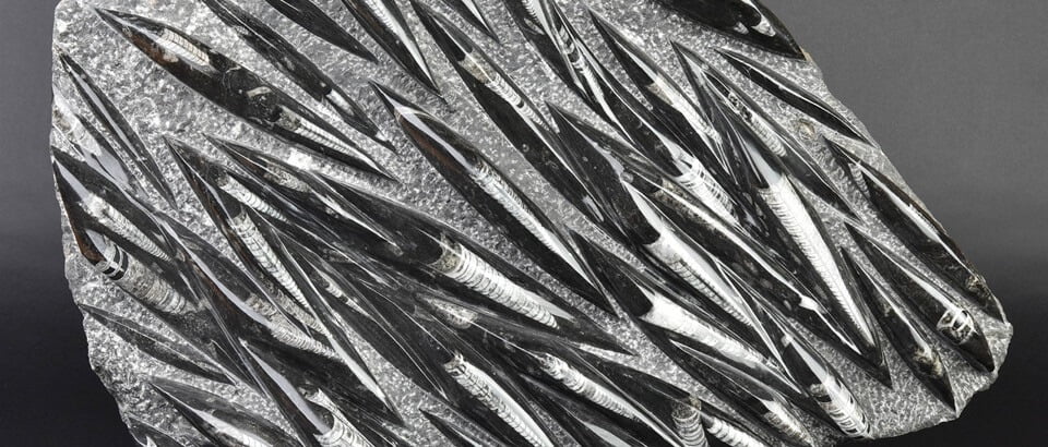 Collection Ammonite and Huge Orthoceras Fossil Sculpture in Black Marble