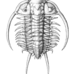 Trilobites
