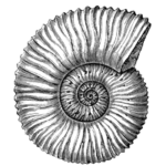 Sculpture fossils