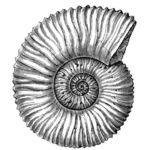 Sculpture fossils