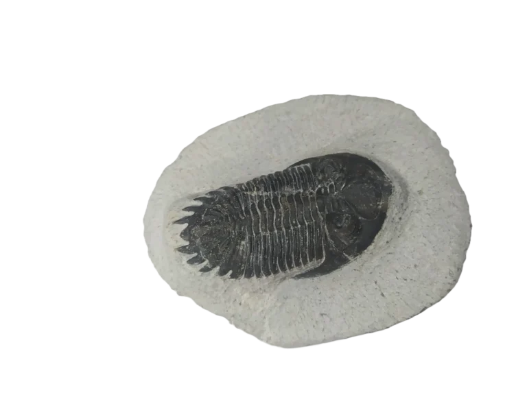 Trilobite fossil from Erfoud, Morocco, clearly showing the detailed exoskeleton and distinct head features.