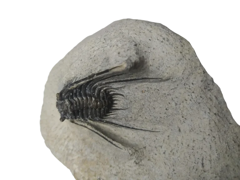 A fossilized trilobite embedded in rock from Erfoud, Morocco, highlighting its segmented body and fine preservation.