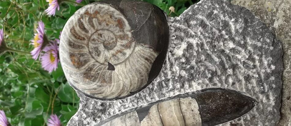 Orthoceras & Goniatite Fossil Sculpture Genuine - Ammonite